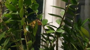 Слова любви...