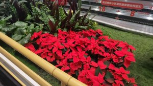 Красивые цветы 💐 в аэропорту Daxing в Пекине