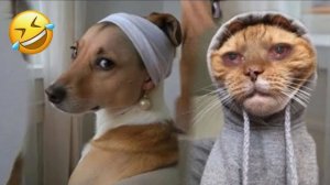 ВИДЕО ПРИКОЛЫ с животными Наши любимые смешные животные😸СМЕШНОЕ ВИДЕО про животных Смешные видео