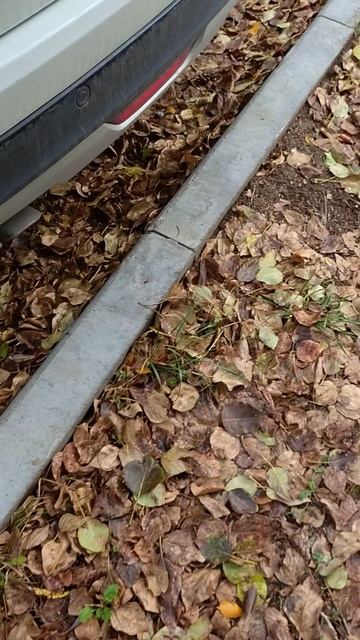 №612	Двор П. Осипенко 48. 29 августа 2025 г., 13:24:15 VID_20250829_132351951