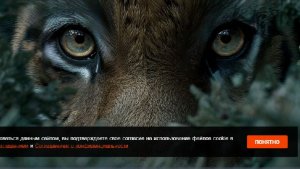 Половину женщины нашли в лесу после нападения большой кошки