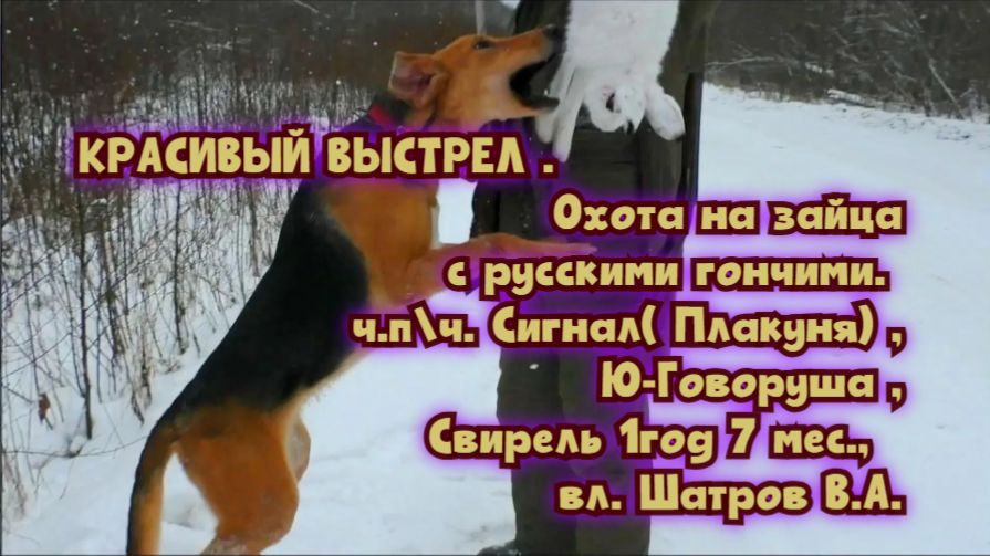 Охота на зайца русские гончие ч.п\ч.Сигнал( Плакуня), Ю-Говоруша,Свирель 1год7мес.,вл. Шатров В.А. смотреть онлайн