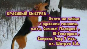 Охота на зайца русские гончие ч.п\ч.Сигнал( Плакуня), Ю-Говоруша,Свирель 1год7мес.,вл. Шатров В.А.