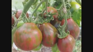 Томаты селекции Софии Сааковой.  т. 89229284031