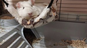 Морская свинка