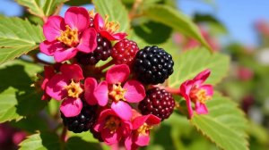 Ежевика Три Короны. Вкусный и урожайный сорт.