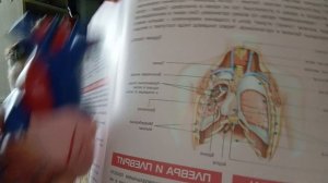 органы грудной полости.