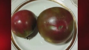 Гномы томатные. Каталог и обзор томатных гномов. г. Киров.  т. 89229284031