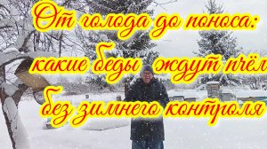 Трагедия на пасеке: что происходит, когда пчеловод забывает про контроль