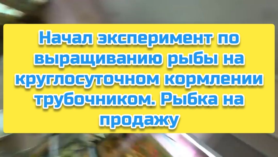 Начал эксперимент по выращиванию рыбы на круглосуточном кормлении трубочником. Рыбка на продажу смотреть онлайн