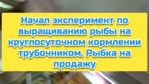Начал эксперимент по выращиванию рыбы на круглосуточном кормлении трубочником. Рыбка на продажу
