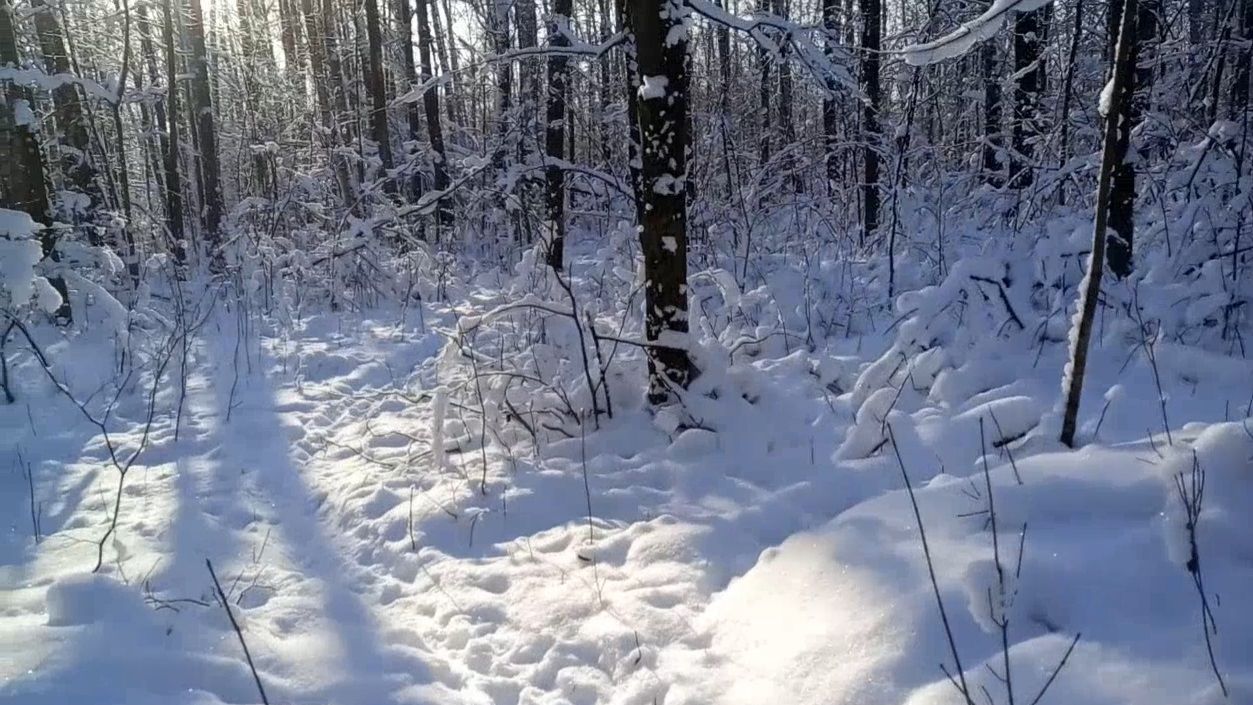 Сказка зимнего леса смотреть онлайн
