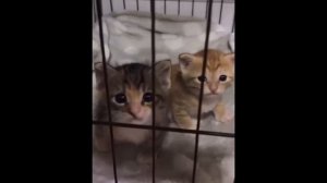 смешные животные 2026