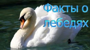Факты о лебедях