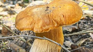 10 лет в лесах Подмосковья. Четыре юбилея