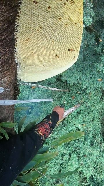 panen madu d ket1ngg1an #maduhutan #honeybeesting #honeybeedance смотреть онлайн