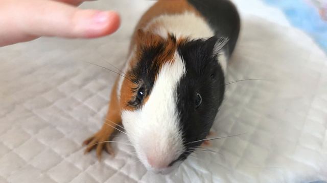 «Знакомьтесь — Шустрик! Вторая неделя дома» смотреть онлайн