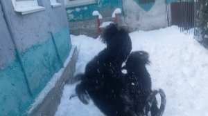 Новый год в Севастополе. Пуля с дочкрй, РК Баской 2026