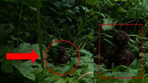 Загадочное существо преследовало туриста в лесу | Страшные существа