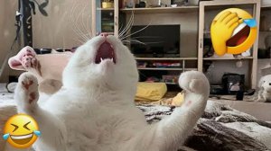 Приколы с животными Смешные - видео-ОЗВУЧКА! Наши любимые смешные животные