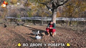 Содержание кур в домашних условиях и других птиц во дворе у Роберта 🐣🐤🦆🐔🪿🦃 (381)