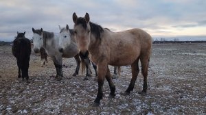 ВЕРИГИНСКИЕ КОНЮШНИ. Выбрали лошадей. 3 часть