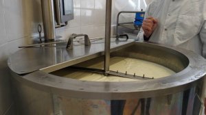 Сырное зерно. Нарезка сгустка