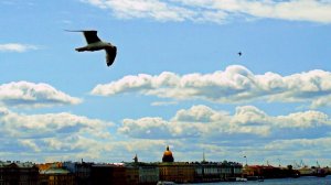 Мгновения птиц ( архив )