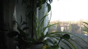 Душа, прими волшбу рассветной сути...