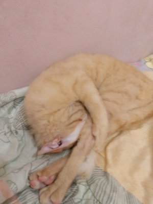 Рената 24 часа не спит ночью