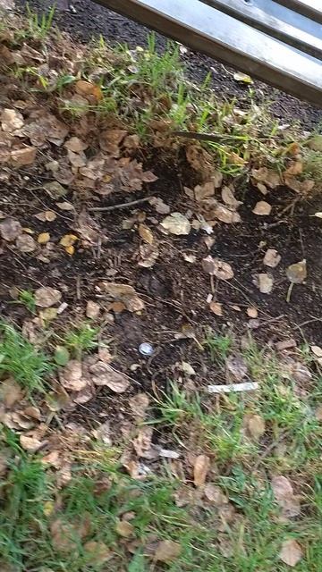 №607	Двор П. Осипенко 48. 26 августа 2025 г., 18:28:43 VID_20250826_182743280