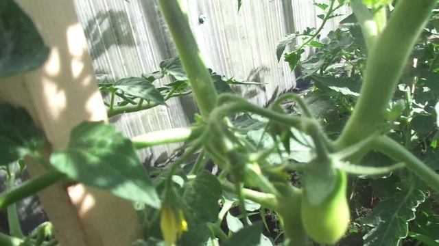 ТОМАТ ПЕТРУША ОГОРОДНИК. №7. КАК ФОРМИРОВАТЬ В ОТКРЫТОМ ГРУНТЕ. 2018 год. смотреть онлайн