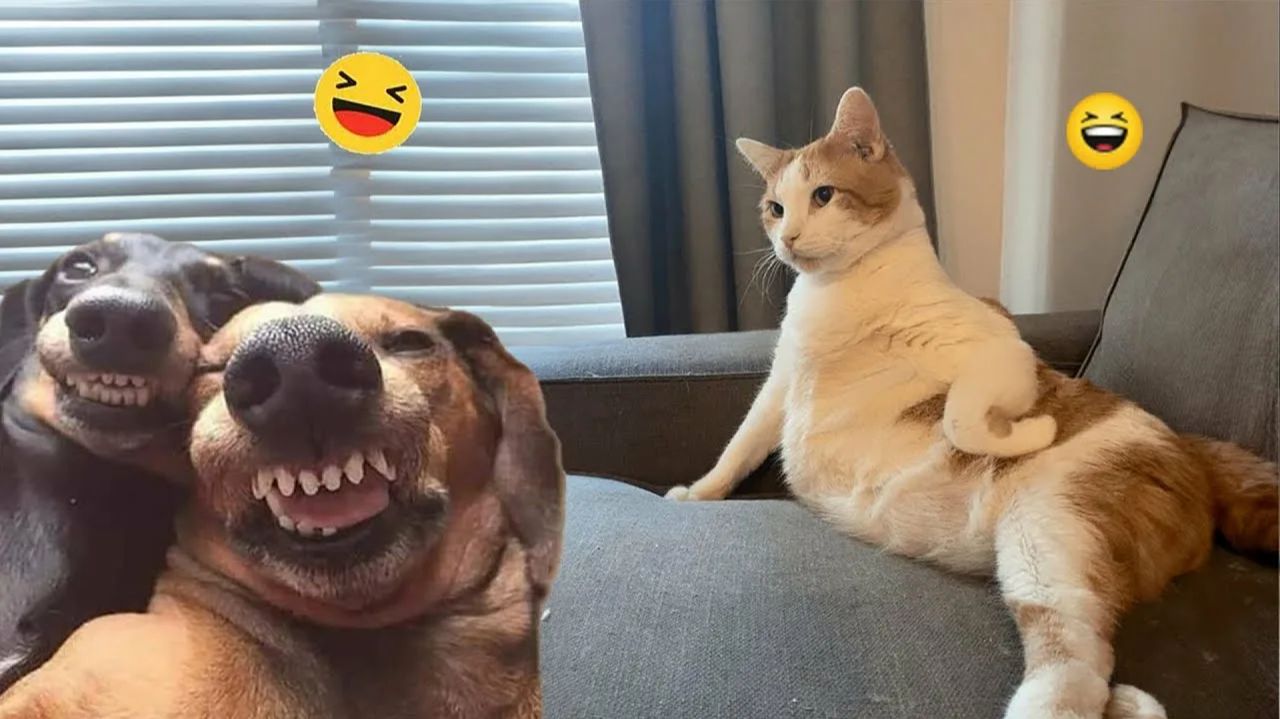 СМЕШНО ДО СЛЕЗ 😹😍 СМЕШНЫЕ КОТЫ, ЛУЧШИЕ ПРИКОЛЫ С КОТАМИ, СОБАКАМИ КОШКИ,СОБАКИ , ЖИВОТНЫЕ 🥰 смотреть онлайн