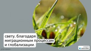 Фамилия Айхенвальд: происхождение, история и склонение - узнайте все о значении одной из самых