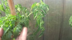 ПОРАЗИТЕЛЬНАЯ ВЫНОСЛИВОСТЬ СИБИРСКОГО ТОМАТА ПЕТРУША ОГОРОДНИК! 2018 год.