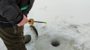 Вип зона. Форель на резину.