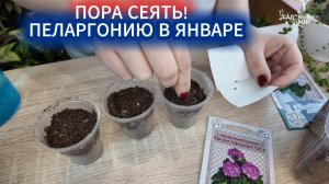 ПОРА СЕЯТЬ В ЯНВАРЕ ПЕЛАРГОНИЮ СЕМЕНАМИ! СХЕМА ПОСЕВА БЕЗ ЗАМОРОЧЕК