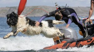 Кабардинка Джессси