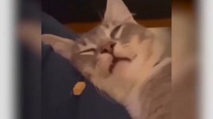 ЛУЧШЕЕ из приколов с котами и собаками —2026