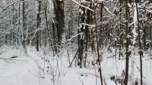 Прогулка #37   30.12.2025   #лесопарк