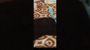 подарок у кота елочка а у хомяка корм