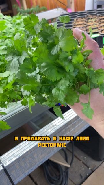 Кинза в квартире смотреть онлайн