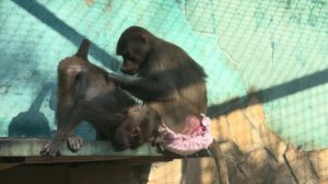 Люська продолжает ОГРЫЗАТЬСЯ на Влада и расстраивать его, а я пытаюсь ее вразумить)