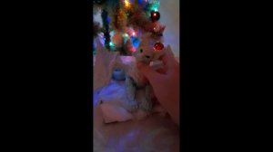 первое видео! влог с моим драконокотиком Луи!