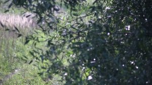 Берега Шатского водохранилища