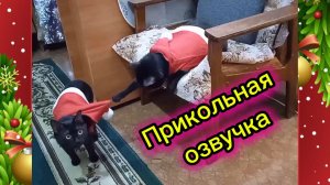 Кошки с озвучкой. Прикольная озвучка.