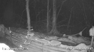 LIVE: С НОВЫМ 2026 ГОДОМ! На лесной опушке. Природа онлайн