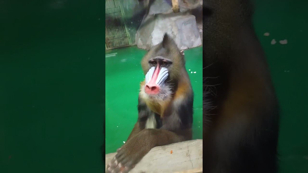 Мандрил Адольф злится 30.12.2025 смотреть онлайн