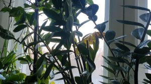 Господь, прости меня, что жив...