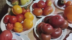 Выставка томатов, выращенных в Кировской области.  т. 89229284031